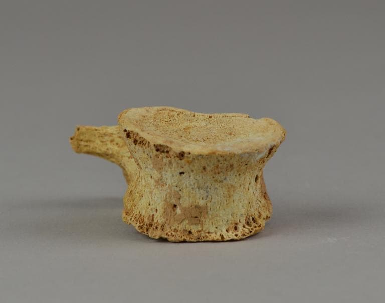 Human Remains: Skeletal, Geometric II Cypriot jar