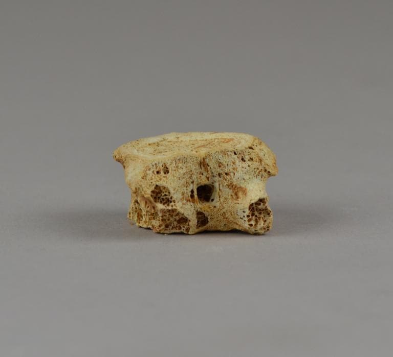 Human Remains: Skeletal, Geometric II Cypriot jar