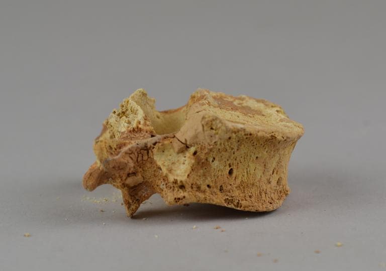 Human Remains: Skeletal, Geometric II Cypriot jar