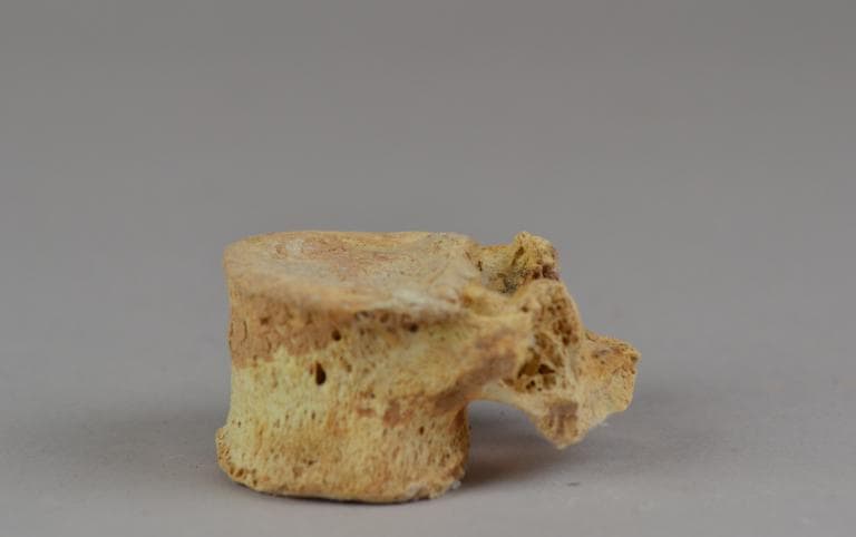 Human Remains: Skeletal, Geometric II Cypriot jar