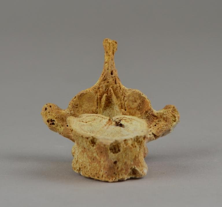 Human Remains: Skeletal, Geometric II Cypriot jar