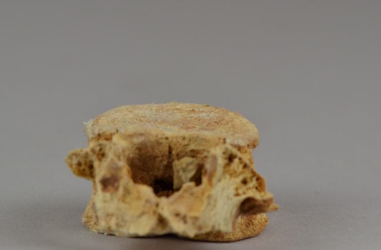 Human Remains: Skeletal, Geometric II Cypriot jar