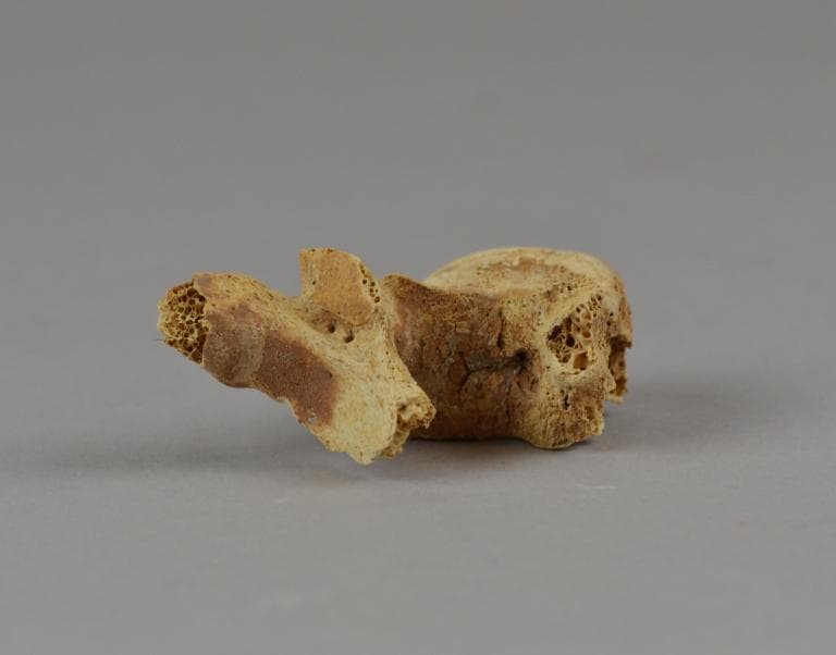 Human Remains: Skeletal, Geometric II Cypriot jar