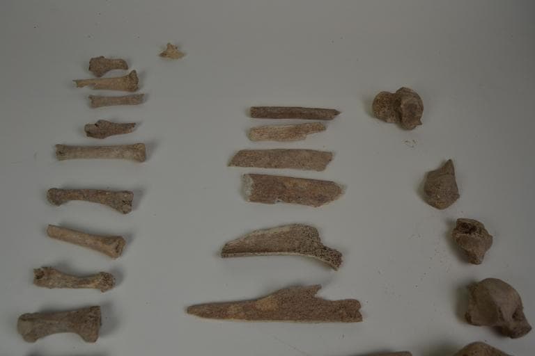 Human and Animal Remains: Skeletal, Late Bronze Age II Cypriot