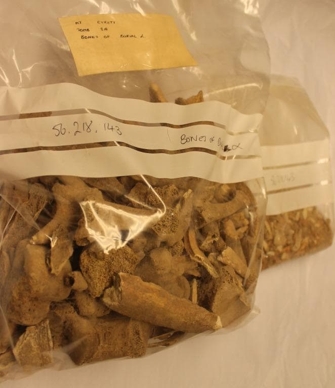 Human and Animal Remains: Skeletal, Late Bronze Age II Cypriot