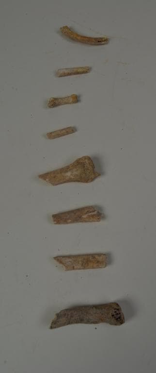 Human and Animal Remains: Skeletal, Late Bronze Age II Cypriot