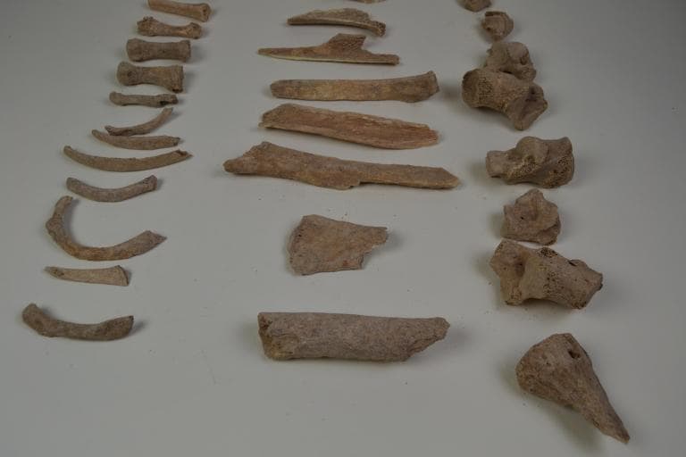 Human and Animal Remains: Skeletal, Late Bronze Age II Cypriot
