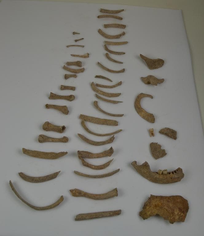 Human and Animal Remains: Skeletal, Late Bronze Age II Cypriot
