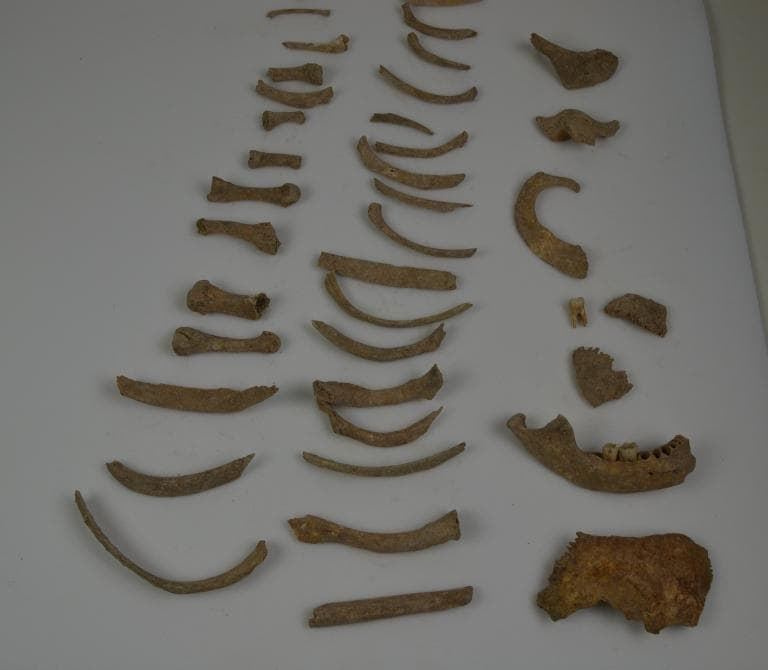 Human and Animal Remains: Skeletal, Late Bronze Age II Cypriot