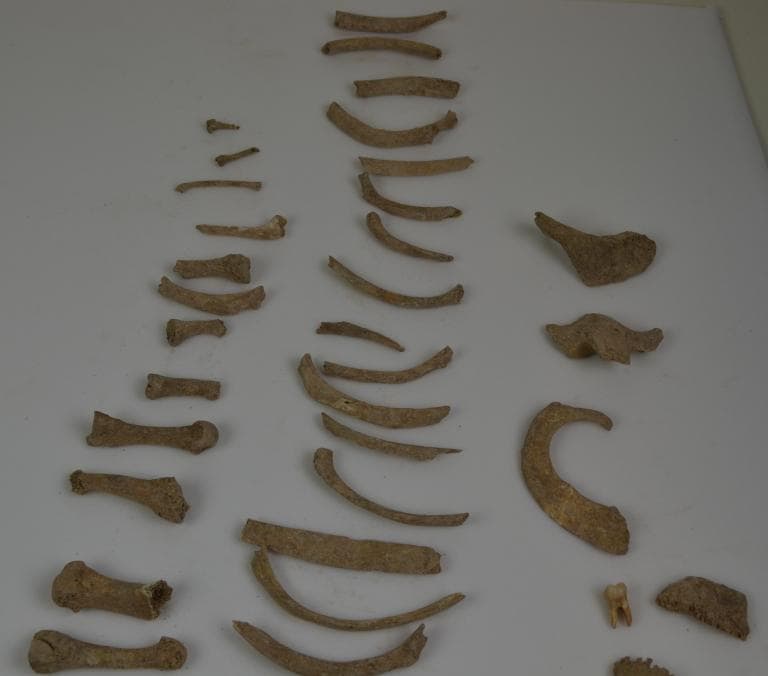 Human and Animal Remains: Skeletal, Late Bronze Age II Cypriot