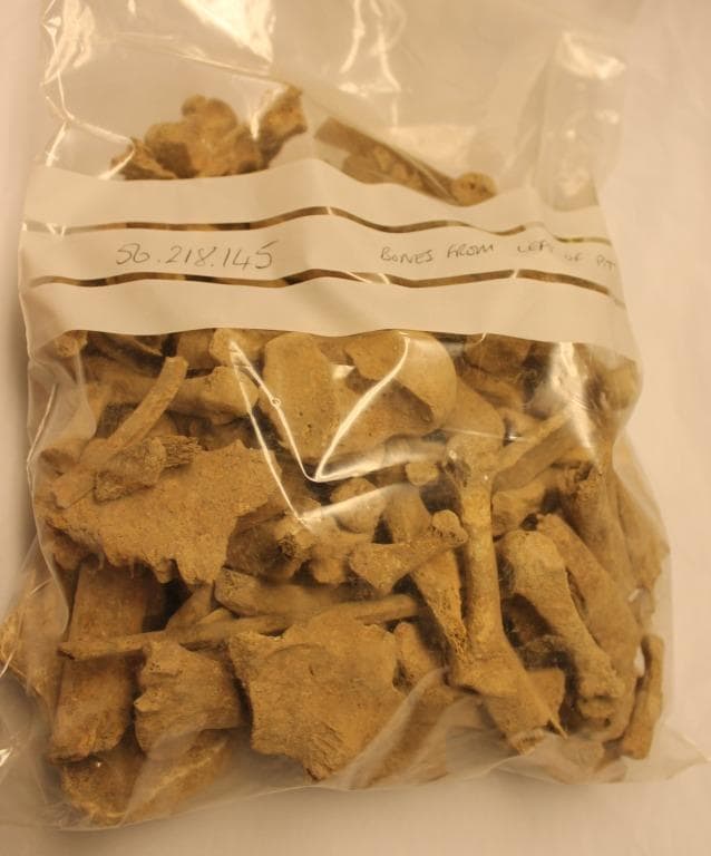 Human Remains: Skeletal, Late Bronze Age II Cypriot
