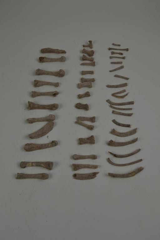 Human Remains: Skeletal, Late Bronze Age II Cypriot