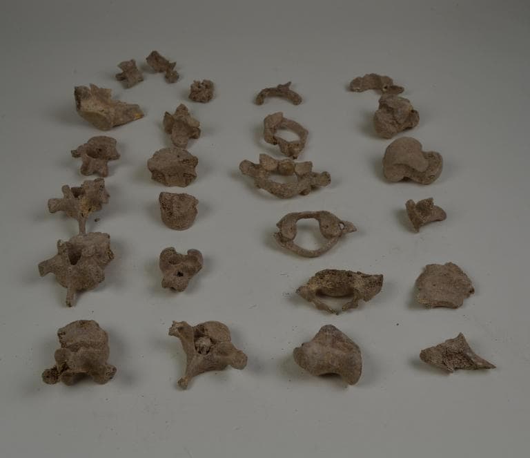 Human Remains: Skeletal, Late Bronze Age II Cypriot