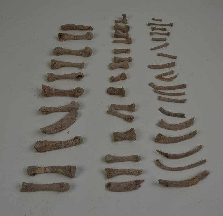 Human Remains: Skeletal, Late Bronze Age II Cypriot