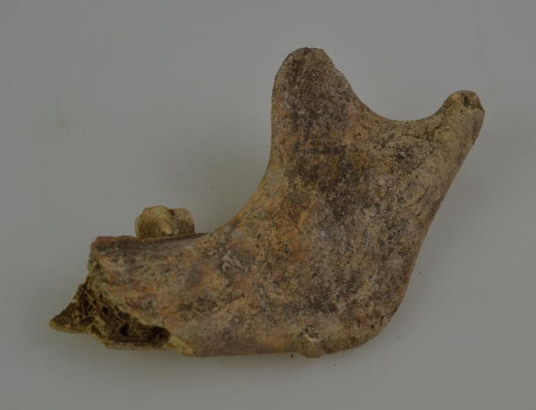 Human and Animal Remains: Skeletal, Late Bronze Age II Cypriot