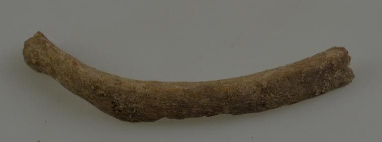 Human and Animal Remains: Skeletal, Late Bronze Age II Cypriot