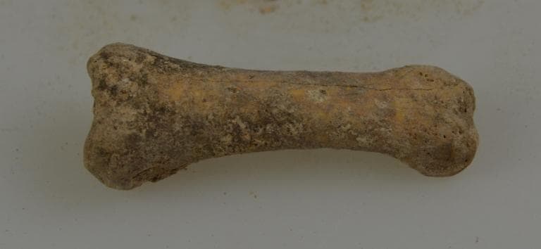 Human and Animal Remains: Skeletal, Late Bronze Age II Cypriot