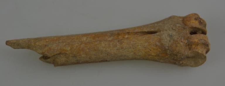 Human and Animal Remains: Skeletal, Late Bronze Age II Cypriot
