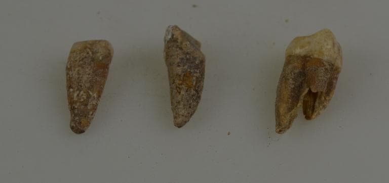 Human and Animal Remains: Skeletal, Late Bronze Age II Cypriot