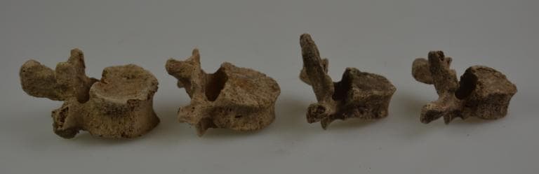 Human and Animal Remains: Skeletal, Late Bronze Age II Cypriot