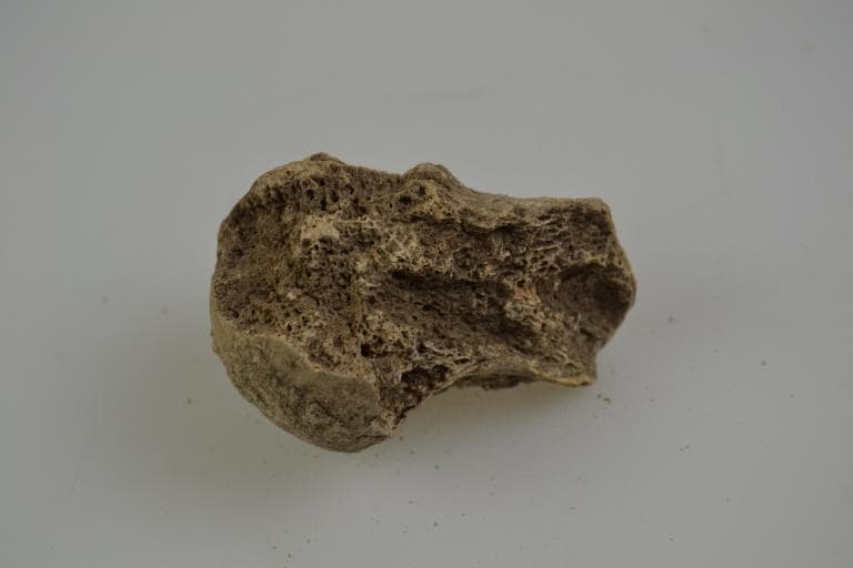 Human and Animal Remains: Skeletal, Late Bronze Age II Cypriot