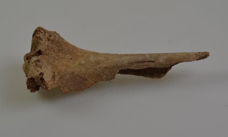 Human and Animal Remains: Skeletal, Late Bronze Age II Cypriot