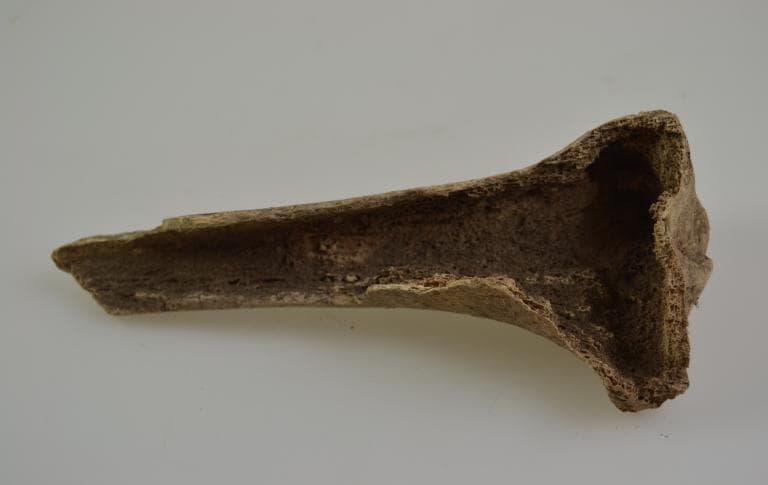 Human and Animal Remains: Skeletal, Late Bronze Age II Cypriot