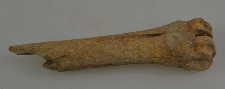 Human and Animal Remains: Skeletal, Late Bronze Age II Cypriot