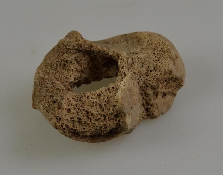 Human and Animal Remains: Skeletal, Late Bronze Age II Cypriot