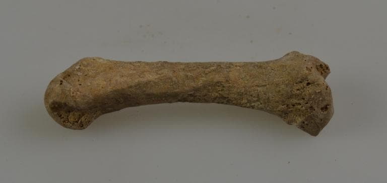 Human and Animal Remains: Skeletal, Late Bronze Age II Cypriot