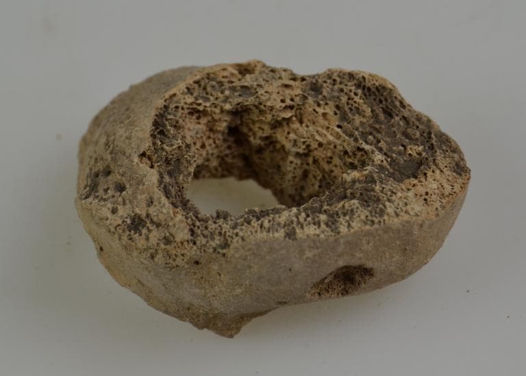 Human and Animal Remains: Skeletal, Late Bronze Age II Cypriot
