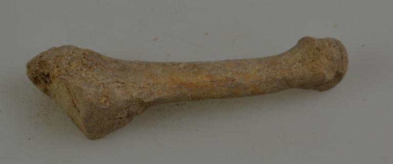 Human and Animal Remains: Skeletal, Late Bronze Age II Cypriot