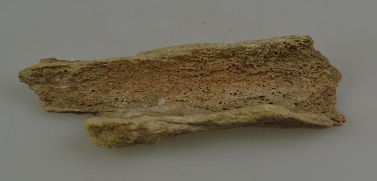 Human and Animal Remains: Skeletal, Late Bronze Age II Cypriot
