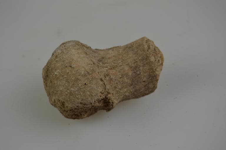 Human and Animal Remains: Skeletal, Late Bronze Age II Cypriot