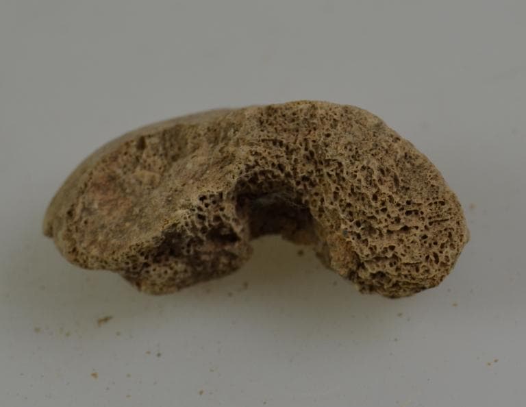 Human and Animal Remains: Skeletal, Late Bronze Age II Cypriot