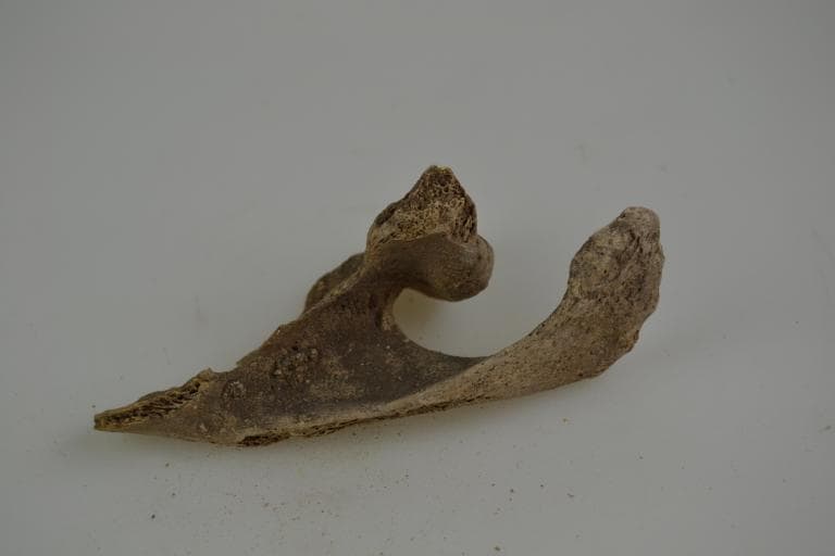 Human and Animal Remains: Skeletal, Late Bronze Age II Cypriot