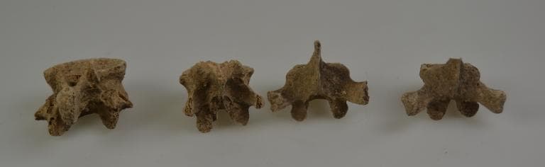 Human and Animal Remains: Skeletal, Late Bronze Age II Cypriot