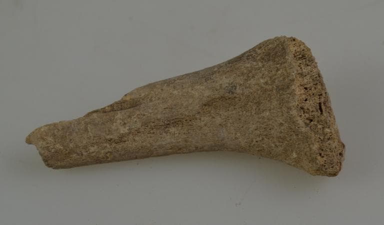 Human and Animal Remains: Skeletal, Late Bronze Age II Cypriot