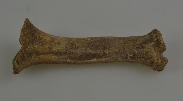 Human and Animal Remains: Skeletal, Late Bronze Age II Cypriot