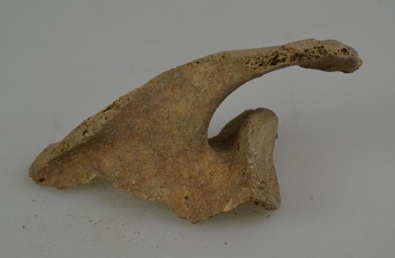 Human and Animal Remains: Skeletal, Late Bronze Age II Cypriot