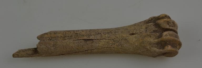 Human and Animal Remains: Skeletal, Late Bronze Age II Cypriot