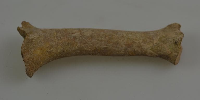 Human and Animal Remains: Skeletal, Late Bronze Age II Cypriot
