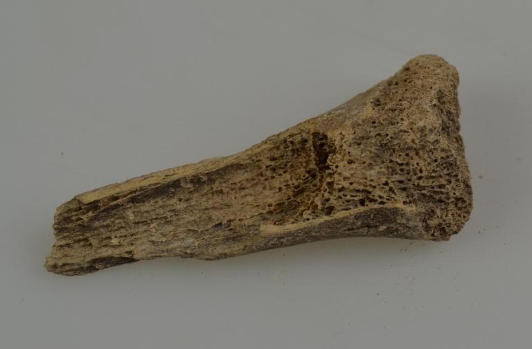 Human and Animal Remains: Skeletal, Late Bronze Age II Cypriot