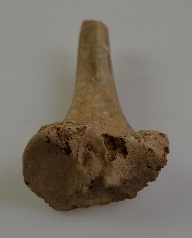 Human and Animal Remains: Skeletal, Late Bronze Age II Cypriot