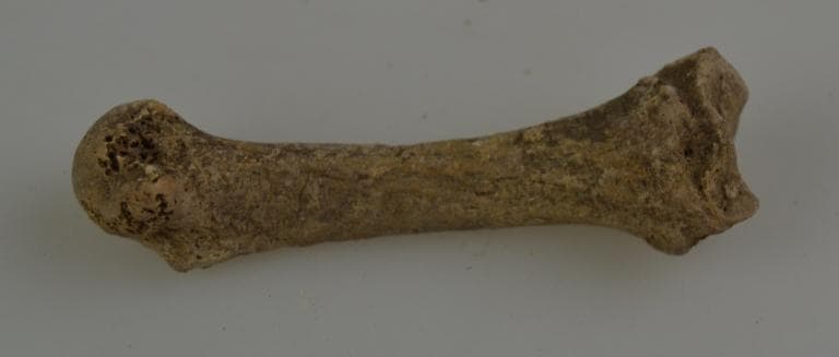 Human and Animal Remains: Skeletal, Late Bronze Age II Cypriot