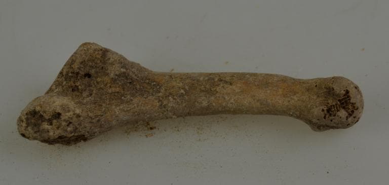 Human and Animal Remains: Skeletal, Late Bronze Age II Cypriot