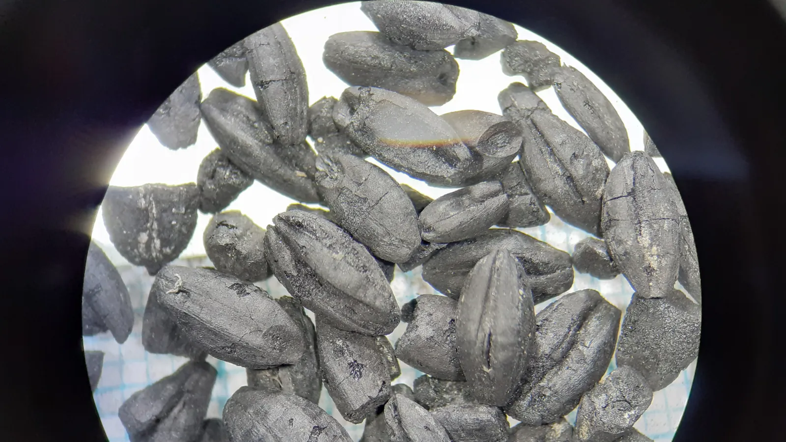 Charred grains of hulled barley, black and cracked, seen through a microscope eyepiece against graph paper; the sample is not from Cyprus