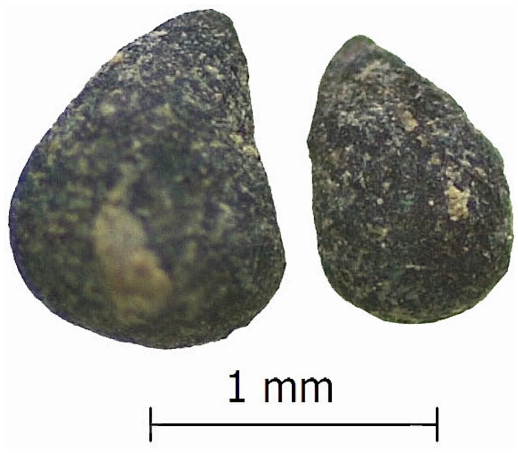Two dark, speckled teardrop-shaped charred seeds photographed under a microscope against a white background, with a 1 mm scale bar