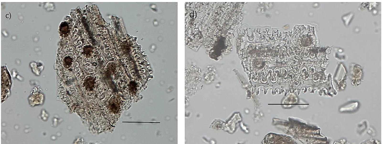 Two microscope photographs side by side of translucent sheets of silica cells with wavy, interlocking edges, the left one dotted with dark round spots, each with a black scale bar