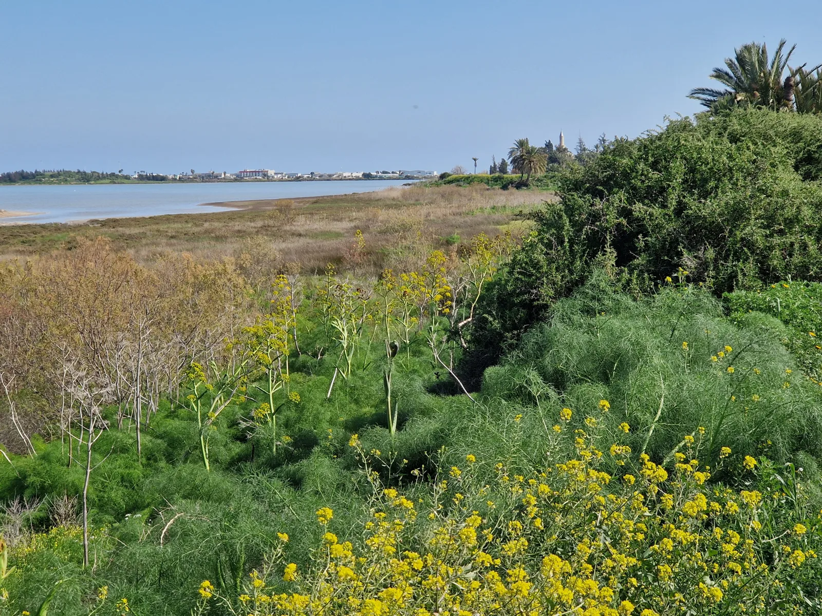 Yellow-flowering fennel and green scrub in the foreground, with the flat shore and pale water of a salt lake behind and the minaret of a mosque among palm trees on the right
